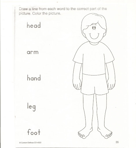 Partes del cuerpo humano en ingles para imprimir