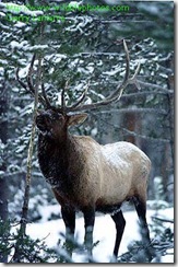 Mount St Helen Elk