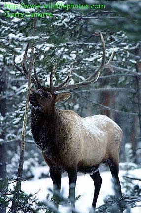 [Mount St Helen Elk[3].jpg]