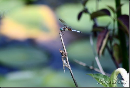 WNP_Dragonflies