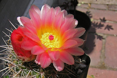 Cactus%20VI.jpg