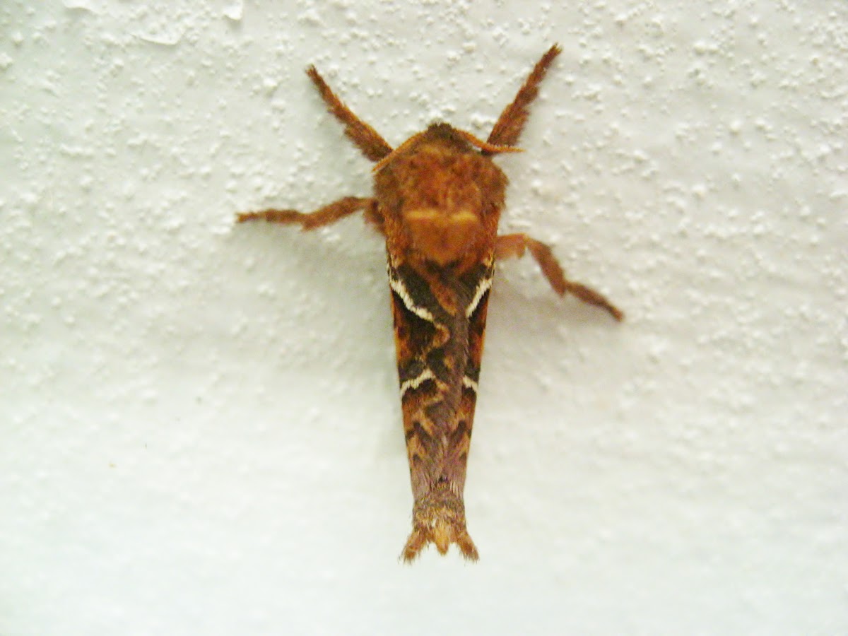 Orange Swift Moth
