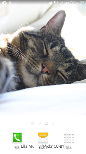 kitten nap wallpaper