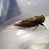 Brown Firetail Cicada