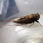 Brown Firetail Cicada