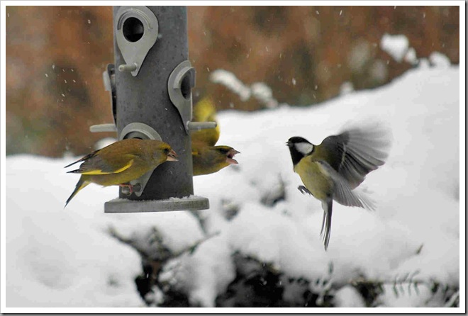 Greenfinches fighting off great tit