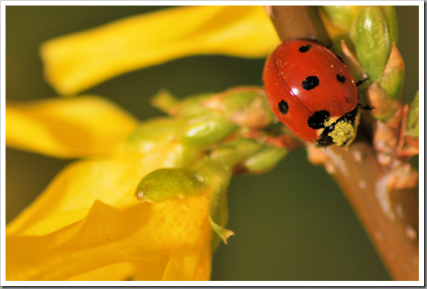 Ladybird on forsythia