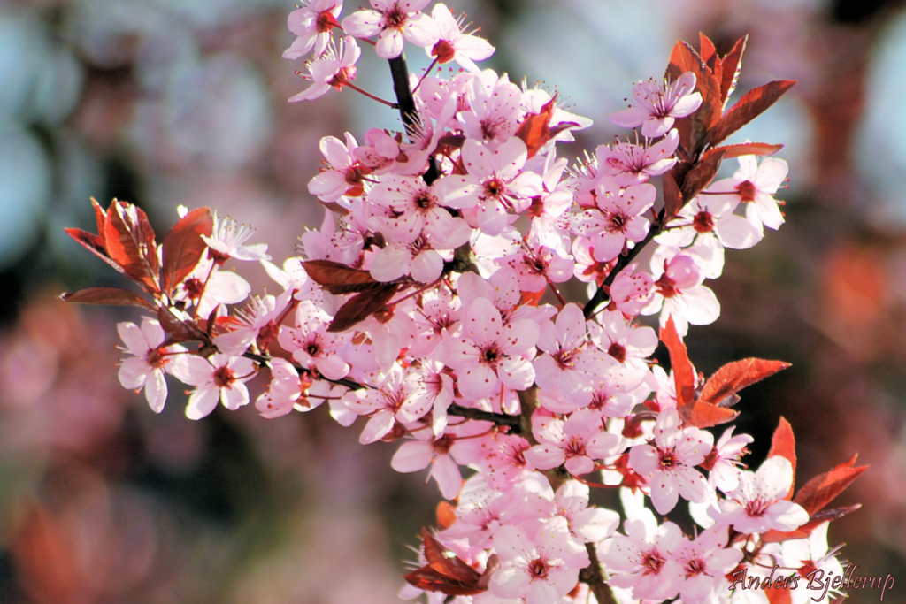 [Japanese-Cherry-Blossom5.png]