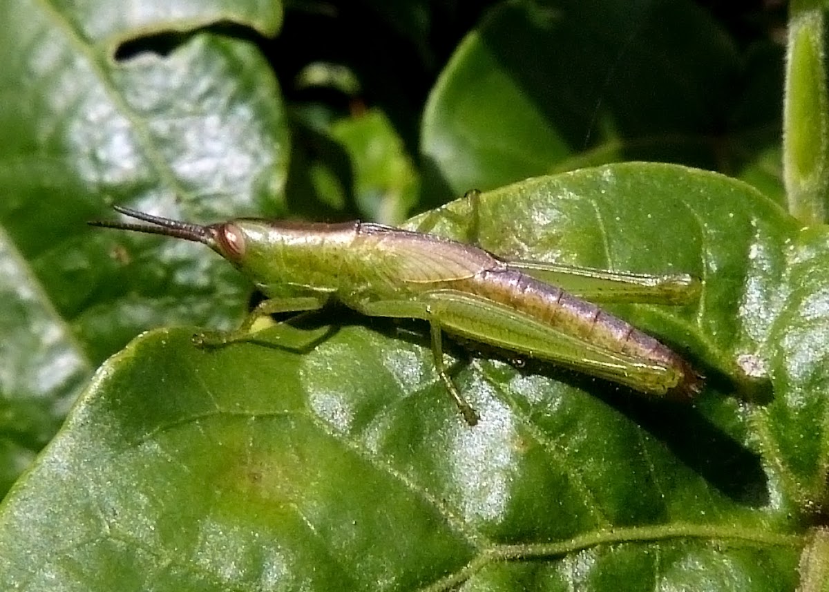 Slant-faced Grasshopper nymph
