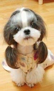 Verry Funny Animals Screenshots 3