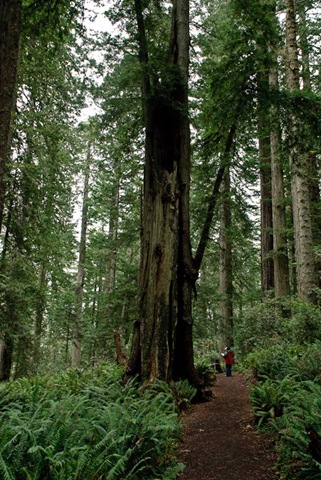 [Ladybird Grove Redwoods 100309 137[13].jpg]