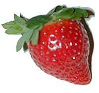 [strawberry  -free source JD[5].jpg]