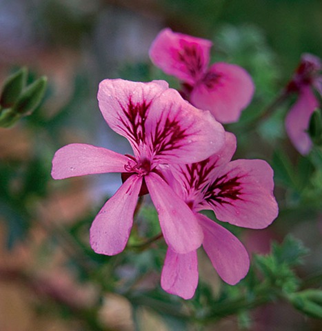 [geranium[14].jpg]