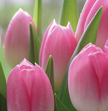[tulips-pink_lg[23].jpg]