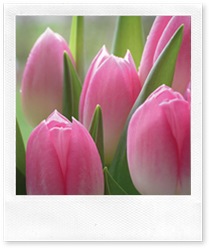 tulips-pink_lg