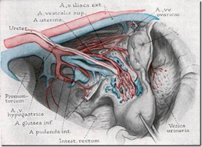 Varice uterine - Cum să tratezi - August