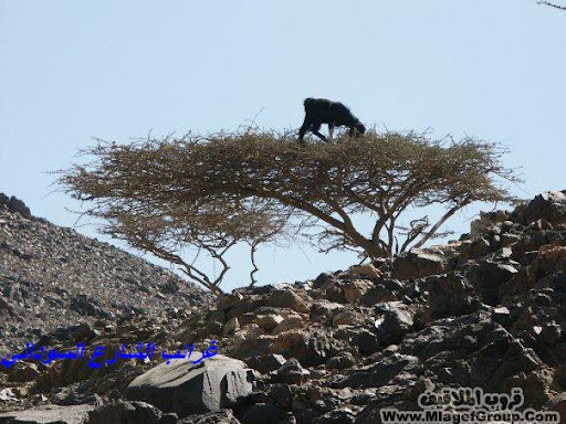 اضغط هنا وشوف الى احبه