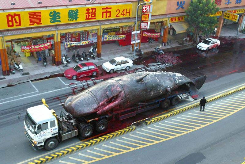 [bloody-whale-in-china-street (1).jpg]