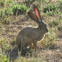 black-tailed jack rabbit