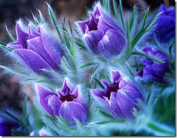 Amazing_Purple_Flowers_4