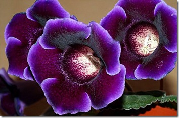 Amazing_Purple_Flowers_12