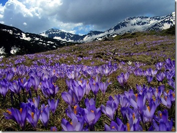 Amazing_Purple_Flowers_13