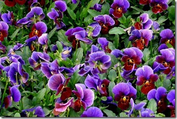 Amazing_Purple_Flowers_16