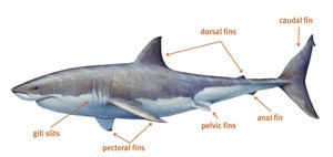 [Top 10 Facts About Sharks[2].jpg]