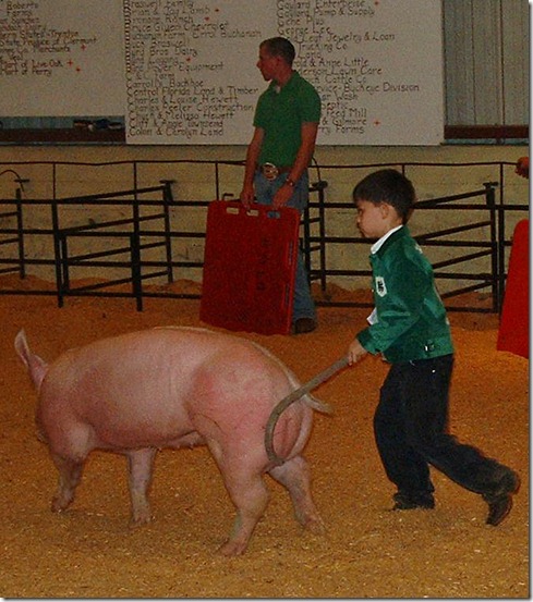 Fair Hog Show 048