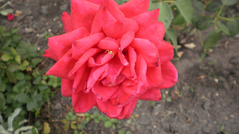 http://lh3.ggpht.com/_fFUABsq16yQ/TEymIVFB6SI/AAAAAAAAAFU/FJLzf1R0xpo/s800/P7170221.JPG