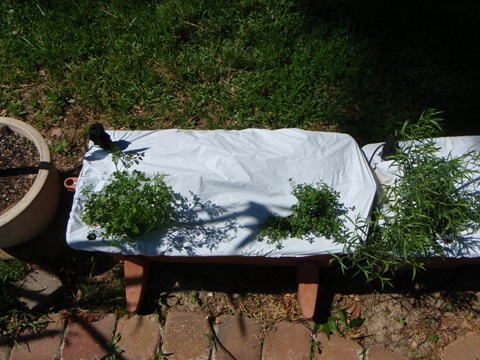 [EarthBox Herb Garden-20100425_04[2].jpg]
