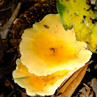 False chanterelle mushroom