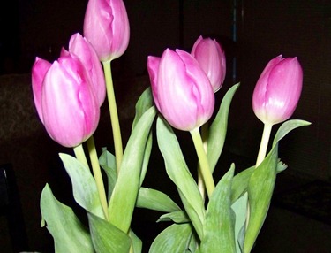 Pink Tulips from John
