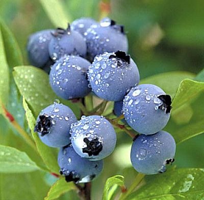 [blueberry14.jpg]