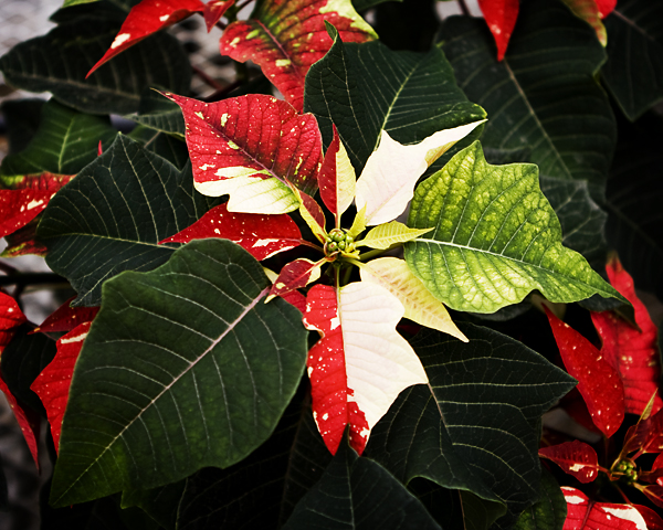 VW Garden: Classic Christmas Poinsettias