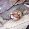 Semi-terrestrial Hermit Crab