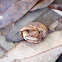 Semi-terrestrial Hermit Crab