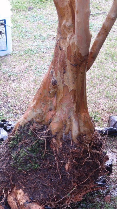 A Crape Myrtle Project | Bonsai Nut