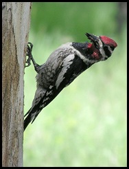 red sapsucker woodpecker