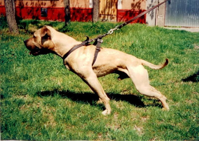 BADY-1.jpg