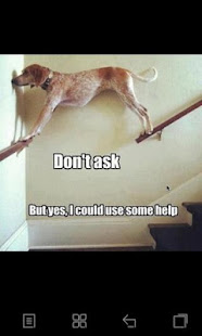 Funny Animal Pics(圖4)-速報App