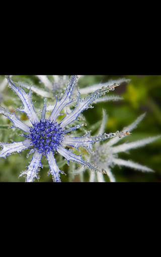 Blue Flower live wallpaper