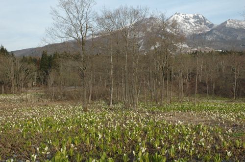 映画 青い山脈 軽薄短笑 新潟県上越 妙高発