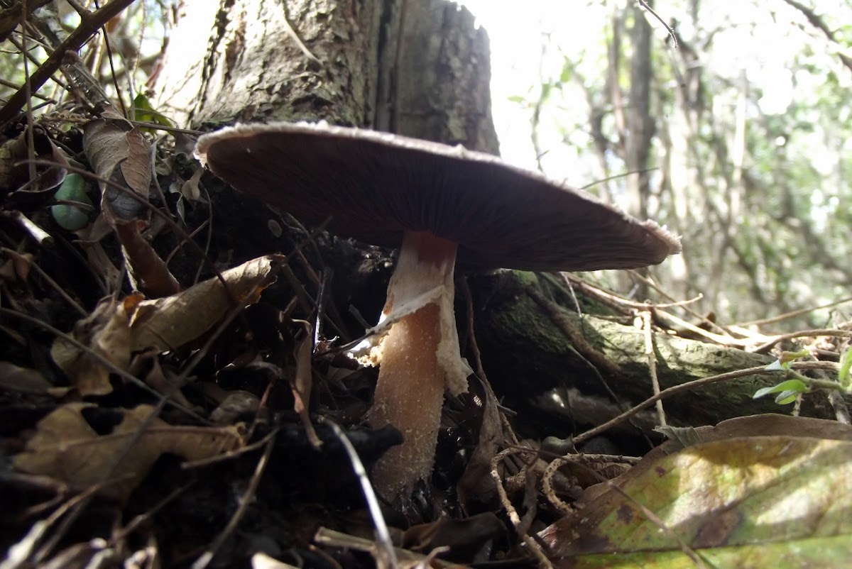 Agaricus sp?, mushroom