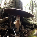 Agaricus sp?, mushroom