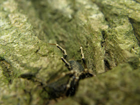 blog, bogarak, Budapest, fotók, fotók. pictures, képek, makró, virágok, Németh Sándor, Hit Gyülekezete, lelkipásztor