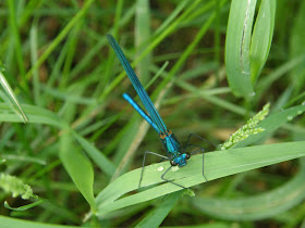 blog, bogarak, Budapest, fotók, fotók. pictures, képek, makró, virágok, nature, csodás, Alice in Wonderland