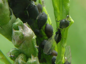 blog, bogarak, Budapest, fotók, fotók. pictures, képek, makró, virágok, nature, csodás, Alice in Wonderland, Pajor Tamás