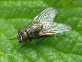 blog, bogarak, Budapest, fotók, fotók. pictures, képek, makró, virágok, nature, csodás, Alice in Wonderland