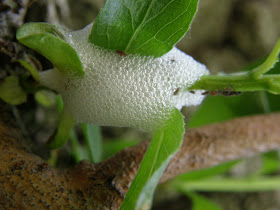 blog, bogarak, Budapest, fotók, fotók. pictures, képek, makró, virágok, békapete, békapeték